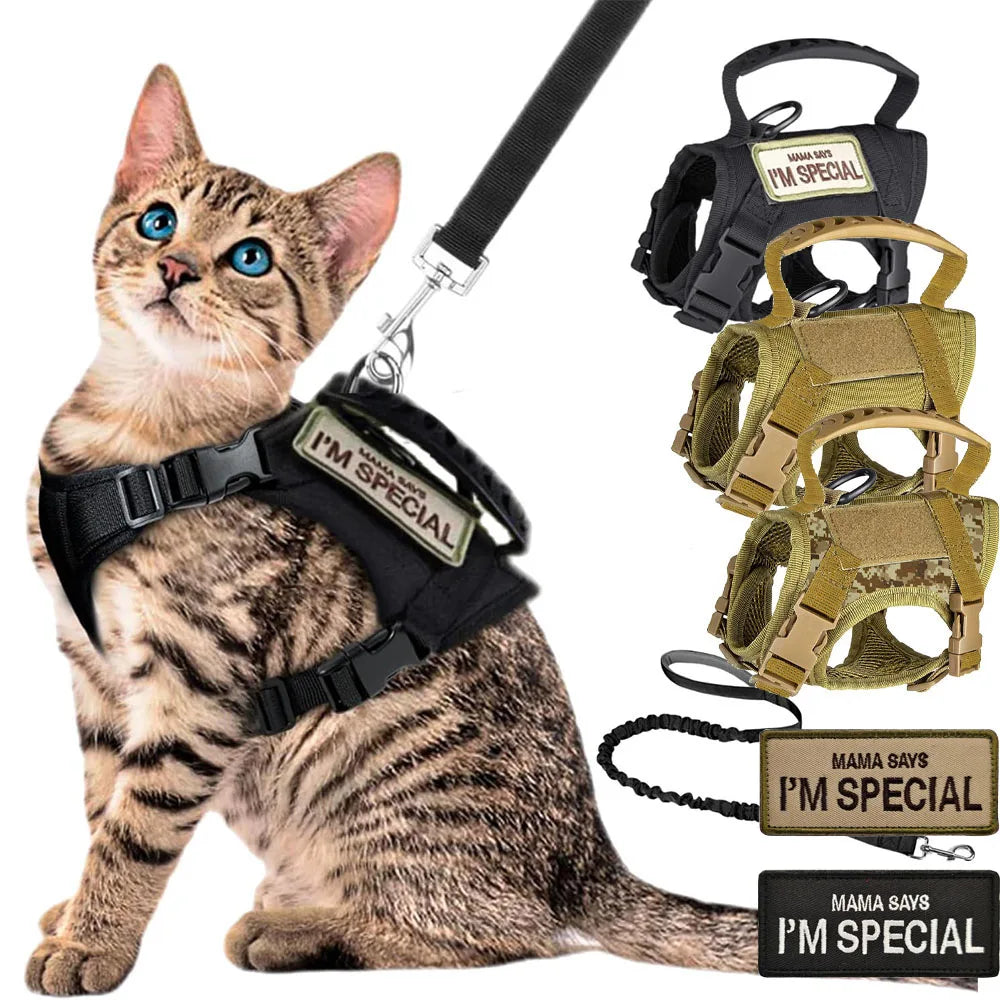 Cat wearing a 'I'm Special' harness with additional harnesses displayed.